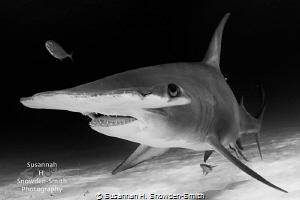 Up close and personal with a great hammerhead by Susannah H. Snowden-Smith 